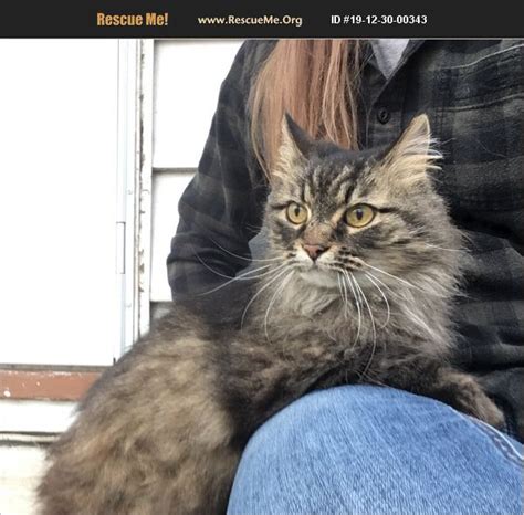 Care Parameters. . Maine coon rescue illinois